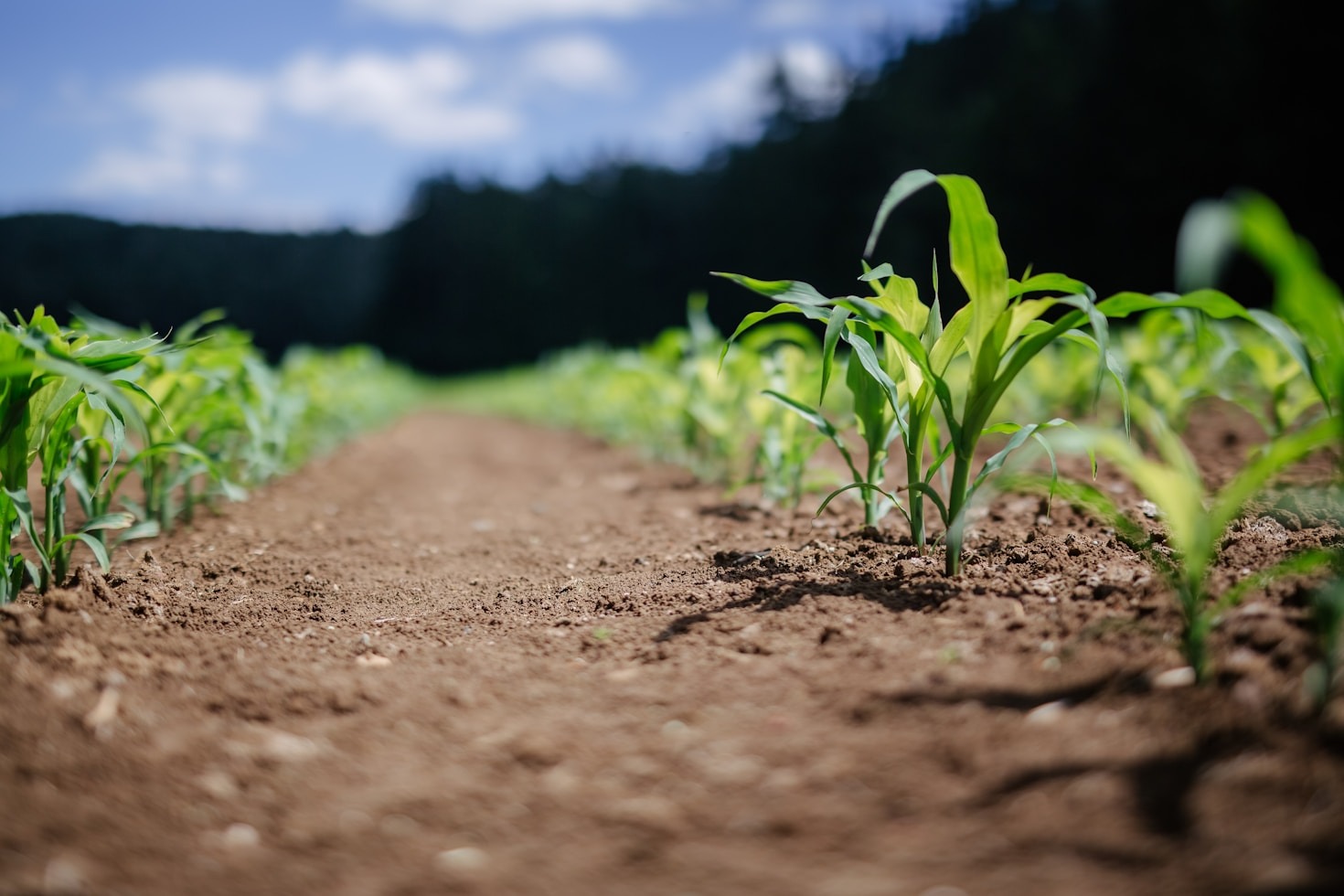 Mzima.café: A Journey of Sustainability and Community