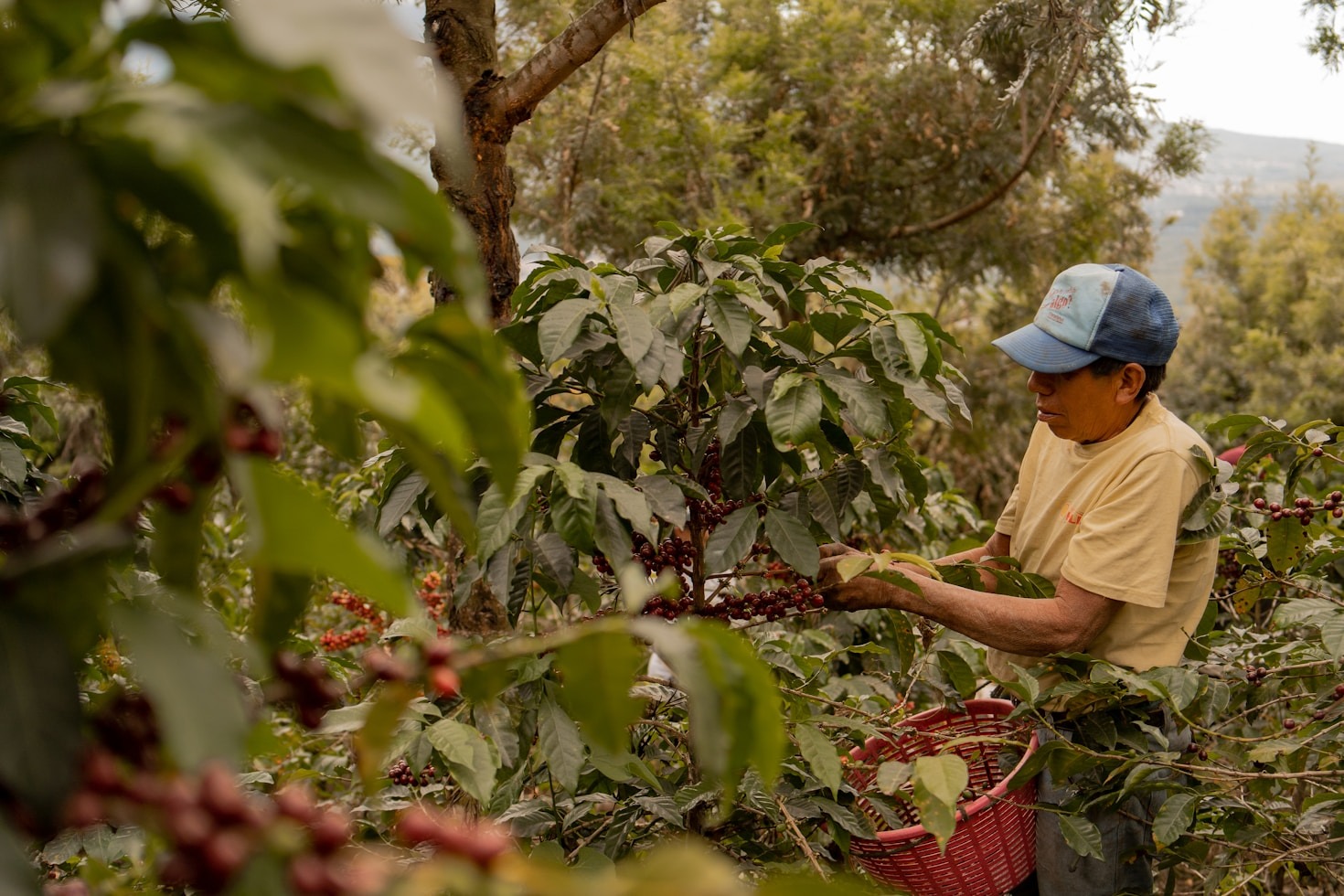Exploring Specialty Coffee with a Mission-Driven Vision